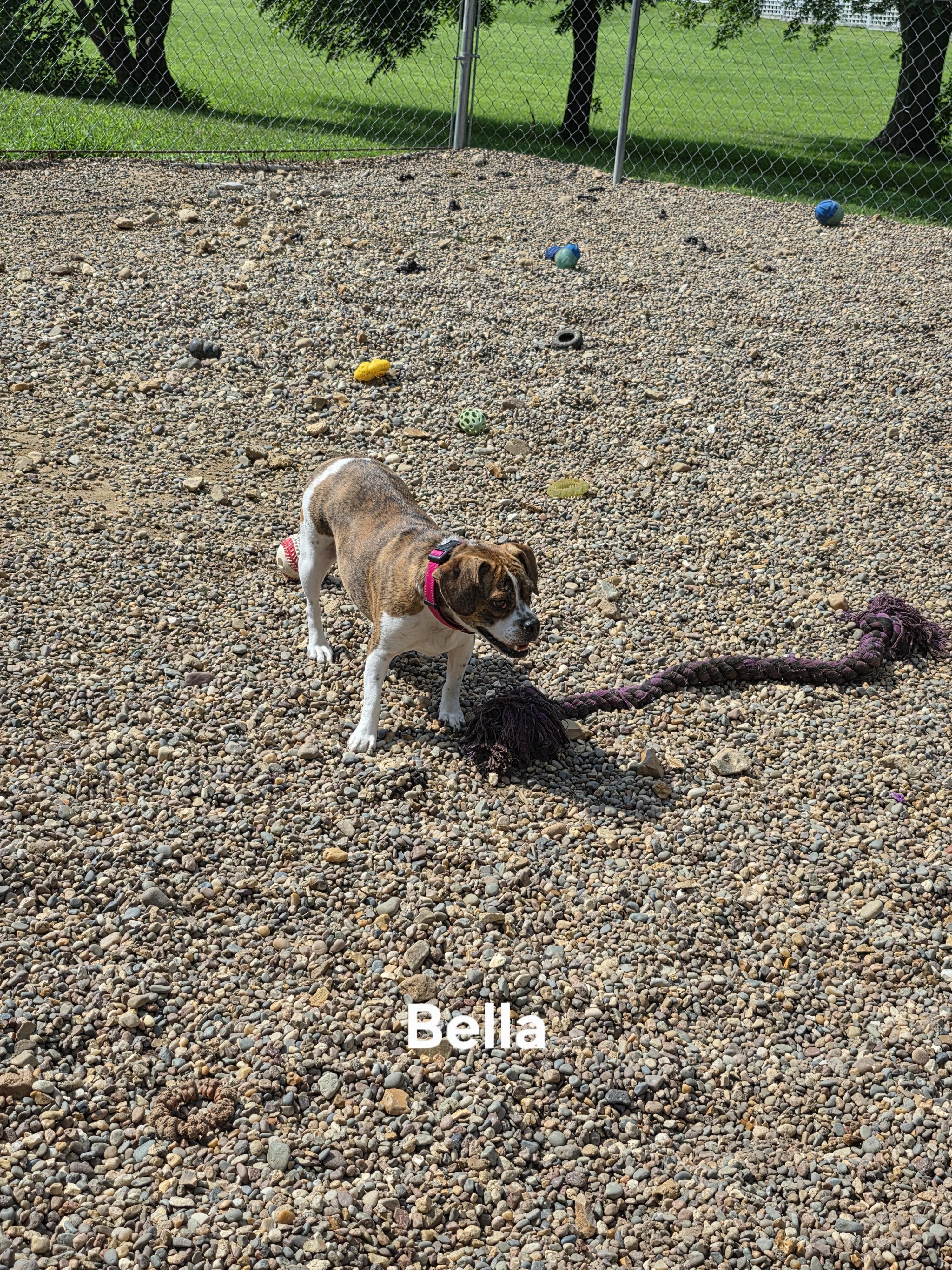 Enlarge Bella, a Adoptable mixed breed in Wever, IA image 4/6