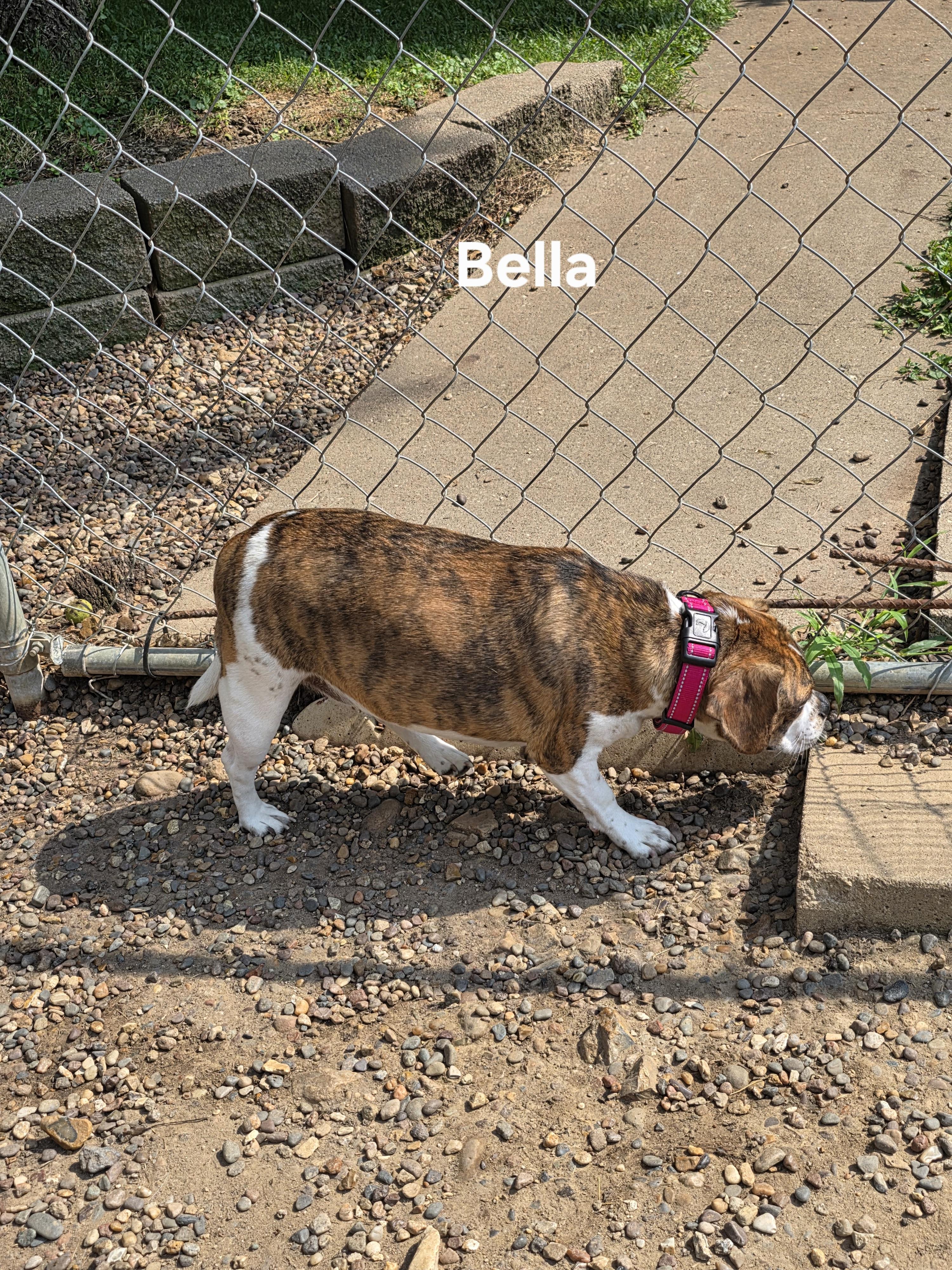 Enlarge Bella, a Adoptable mixed breed in Wever, IA image 6/6