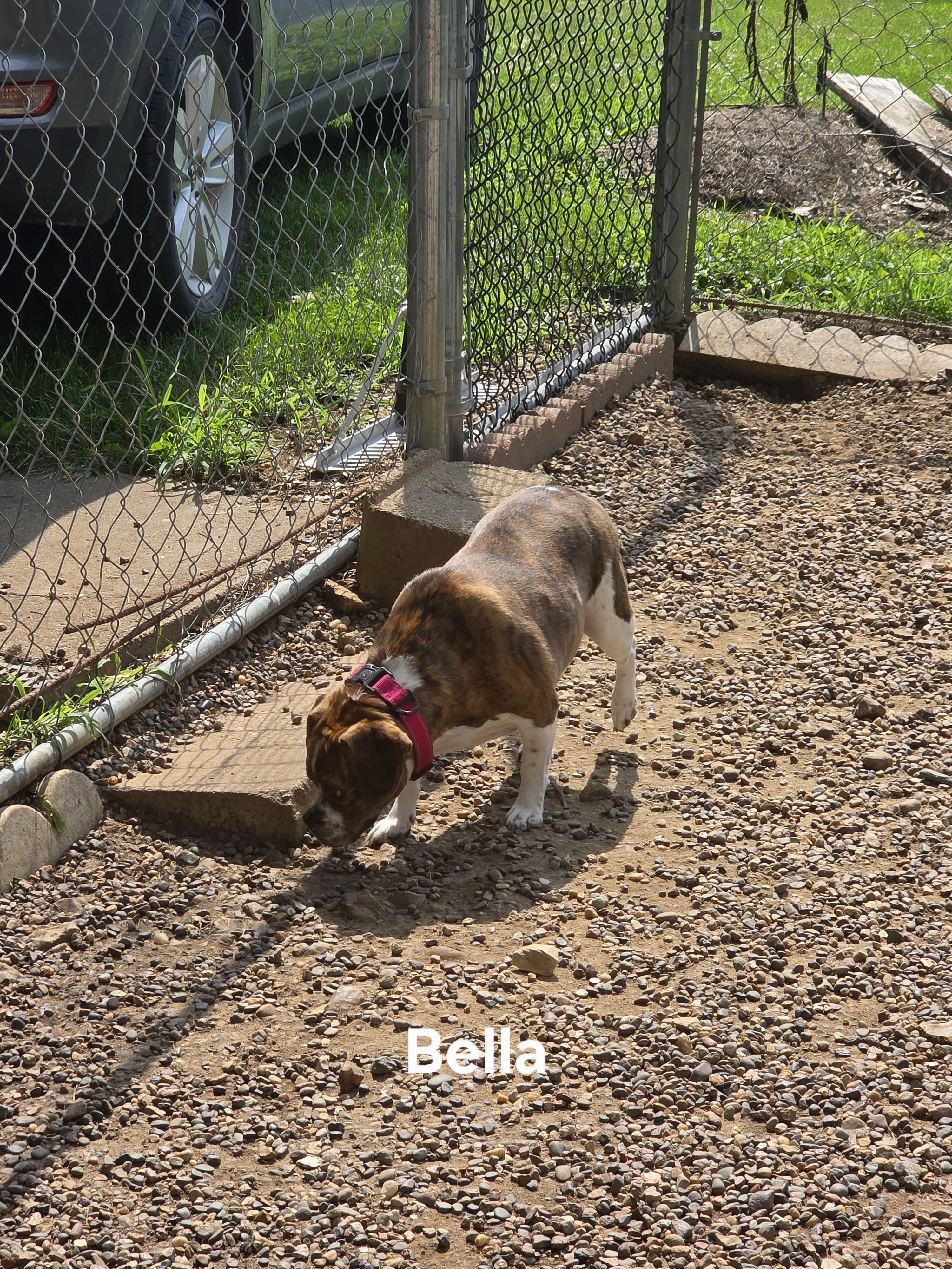 Enlarge Bella, a Adoptable mixed breed in Wever, IA image 1/6