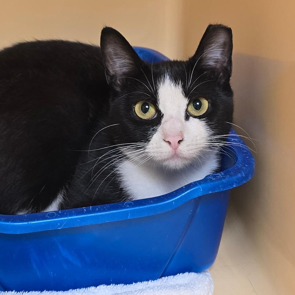 Belle, Adoptable, Young Female Domestic Short Hair.