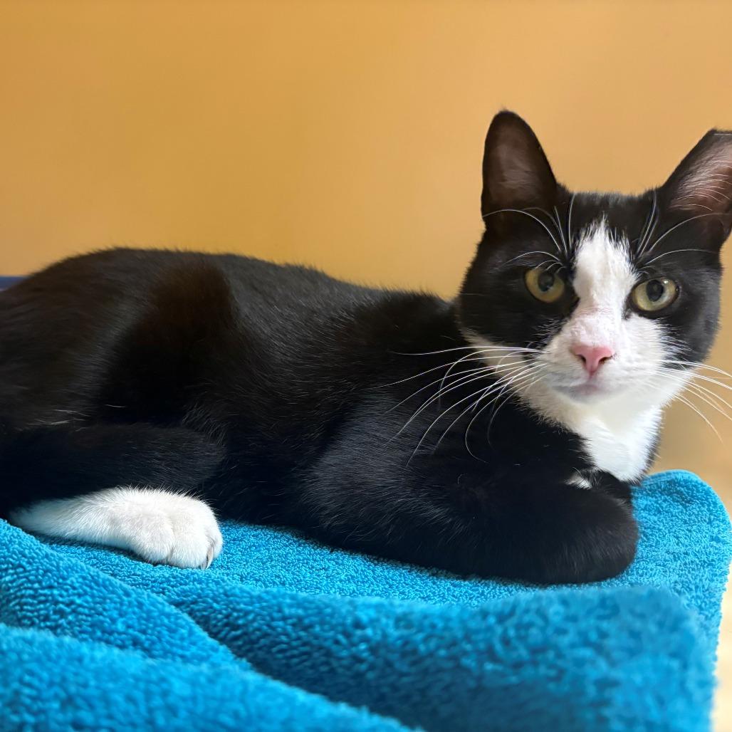Belle, a Adoptable Domestic Short Hair in East Hanover, NJ image 2/2