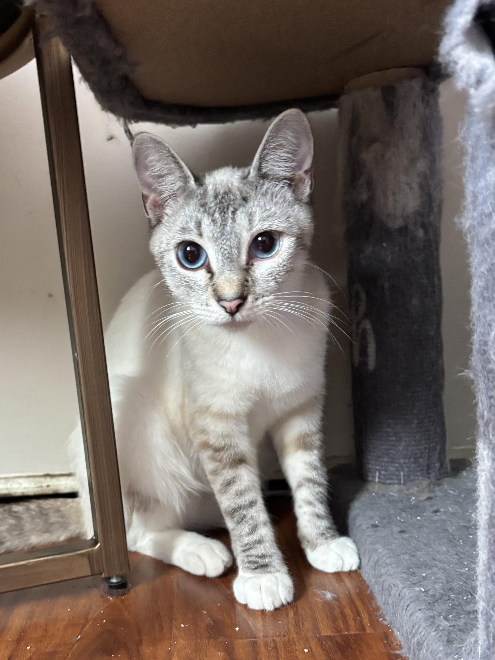 Enlarge Frostine, a Adoptable Siamese in Laguna Niguel, CA image 1/3
