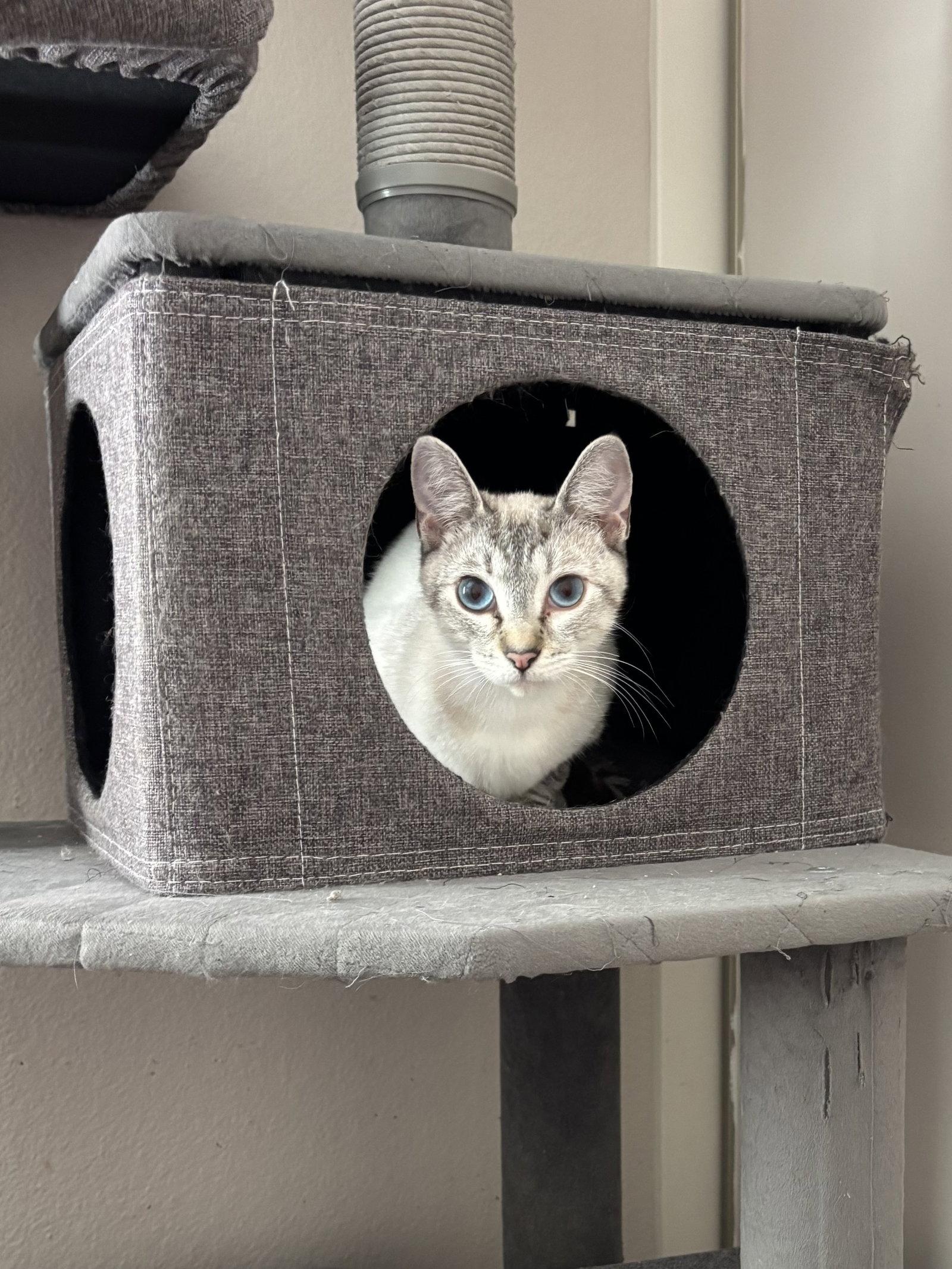 Enlarge Frostine, a Adoptable Siamese in Laguna Niguel, CA image 2/3