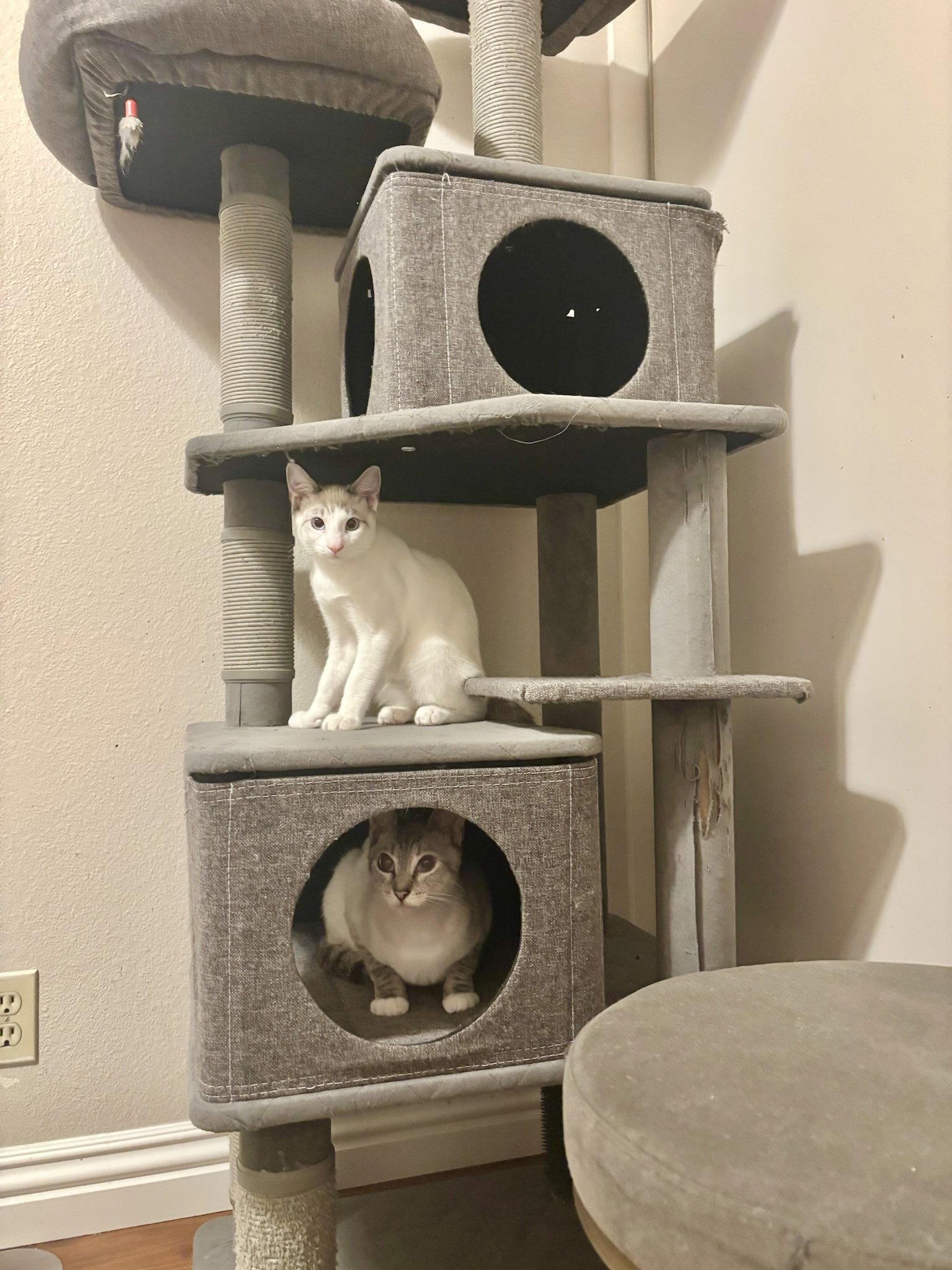 Enlarge Frostine, a Adoptable Siamese in Laguna Niguel, CA image 3/3