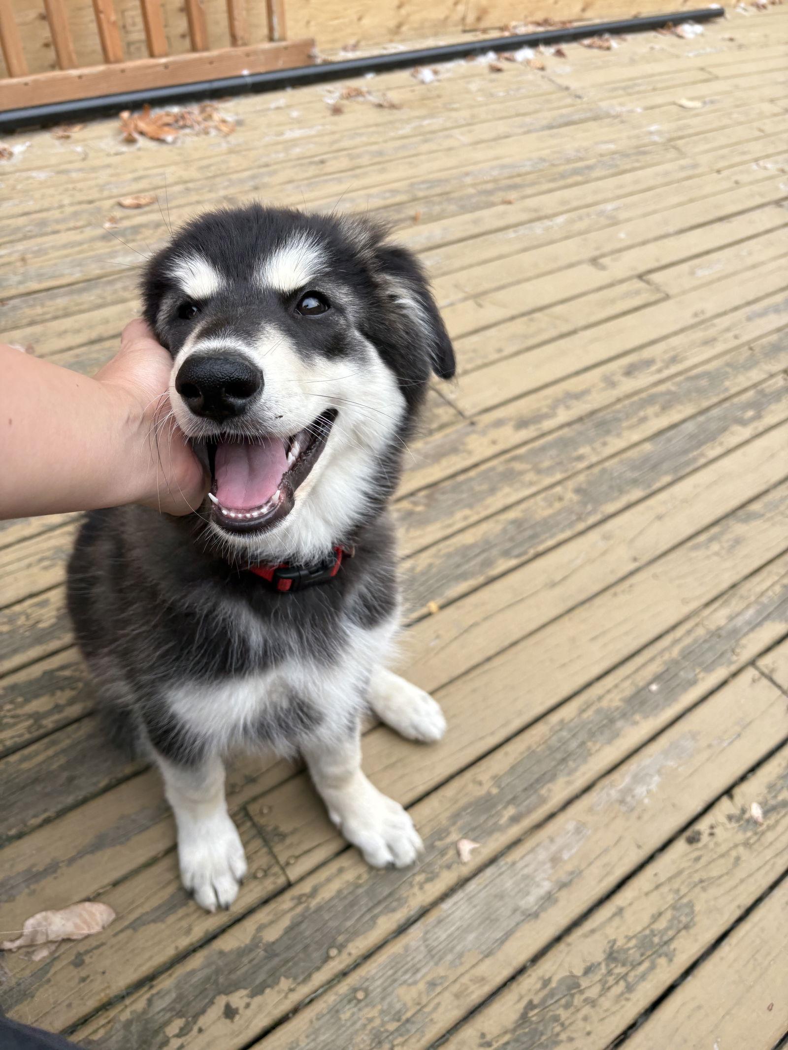 Enlarge HAWK, a Adopted Alaskan Malamute in Seattle, WA image 1/3