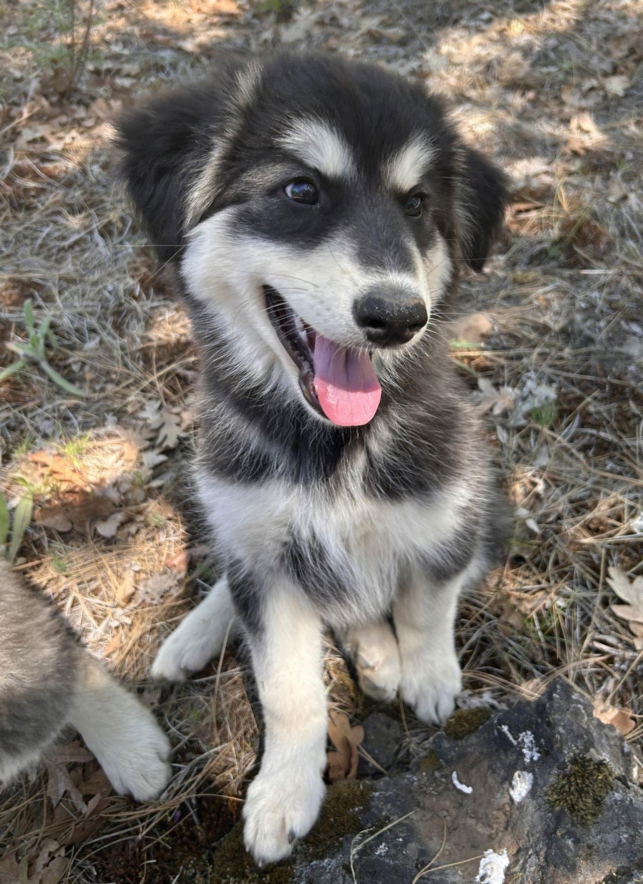 Enlarge HAWK, a Adopted Alaskan Malamute in Seattle, WA image 2/3