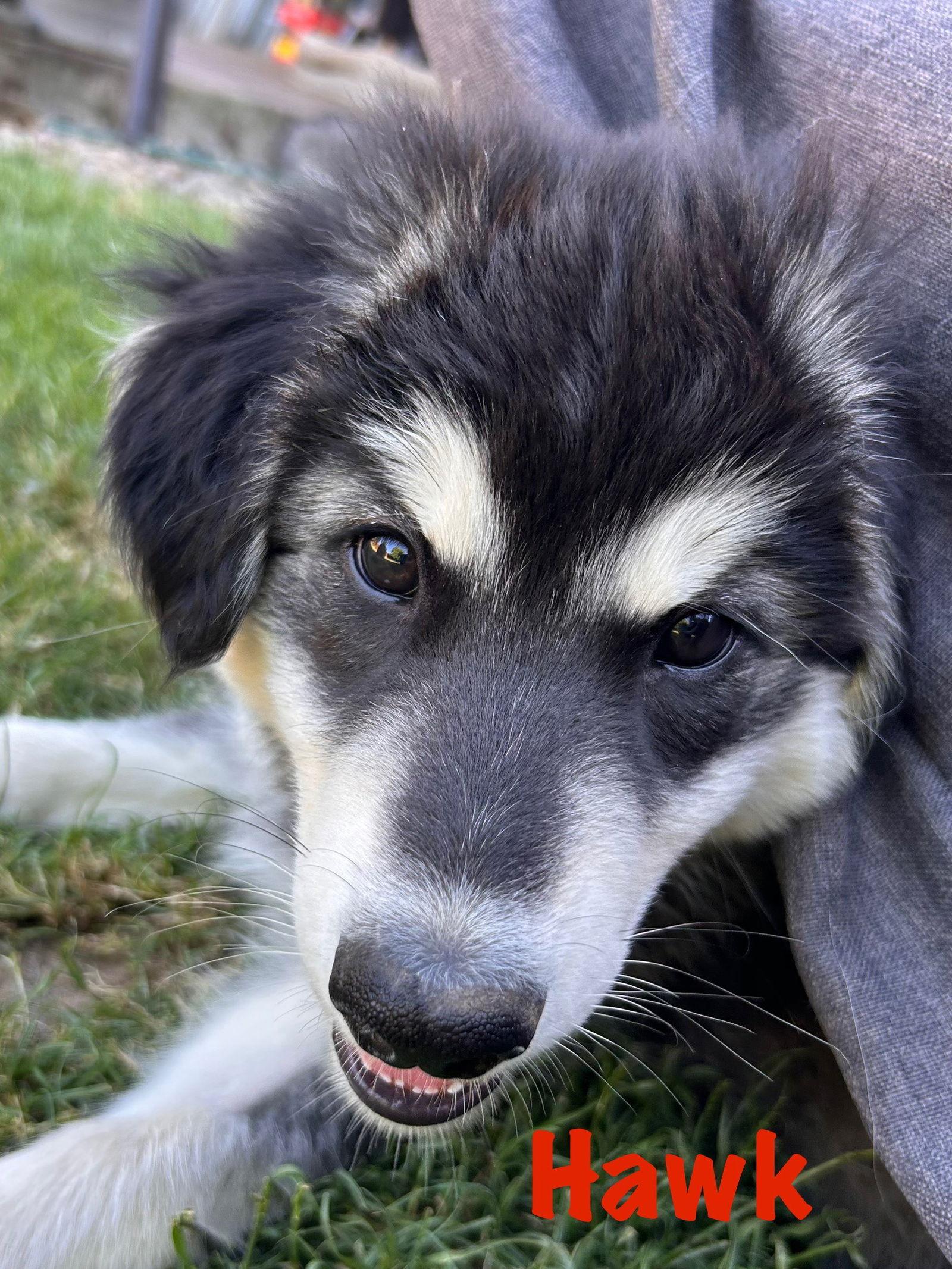 Enlarge HAWK, a Adopted Alaskan Malamute in Seattle, WA image 3/3