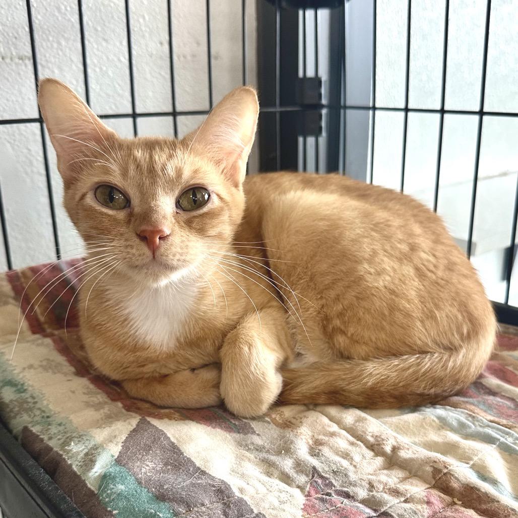 Enlarge Nonni LR 11, a Adoptable Domestic Short Hair in Union, MO image 1/2