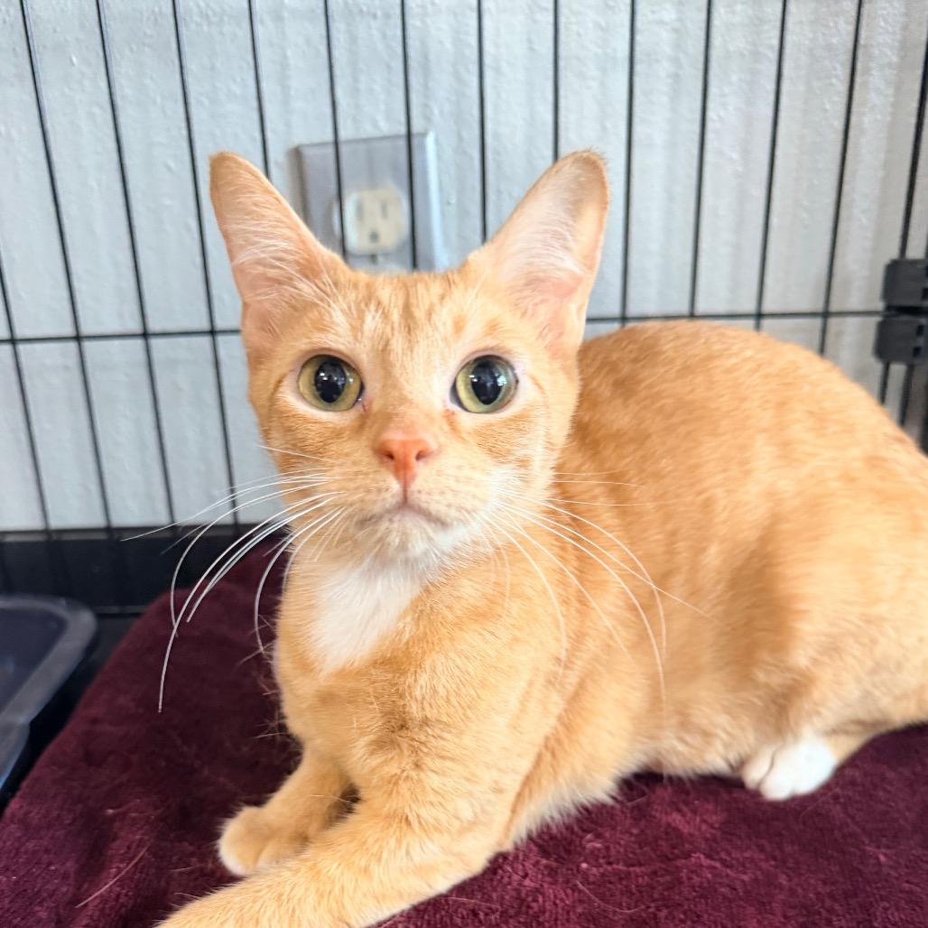Enlarge Nonni LR 11, a Adoptable Domestic Short Hair in Union, MO image 2/2
