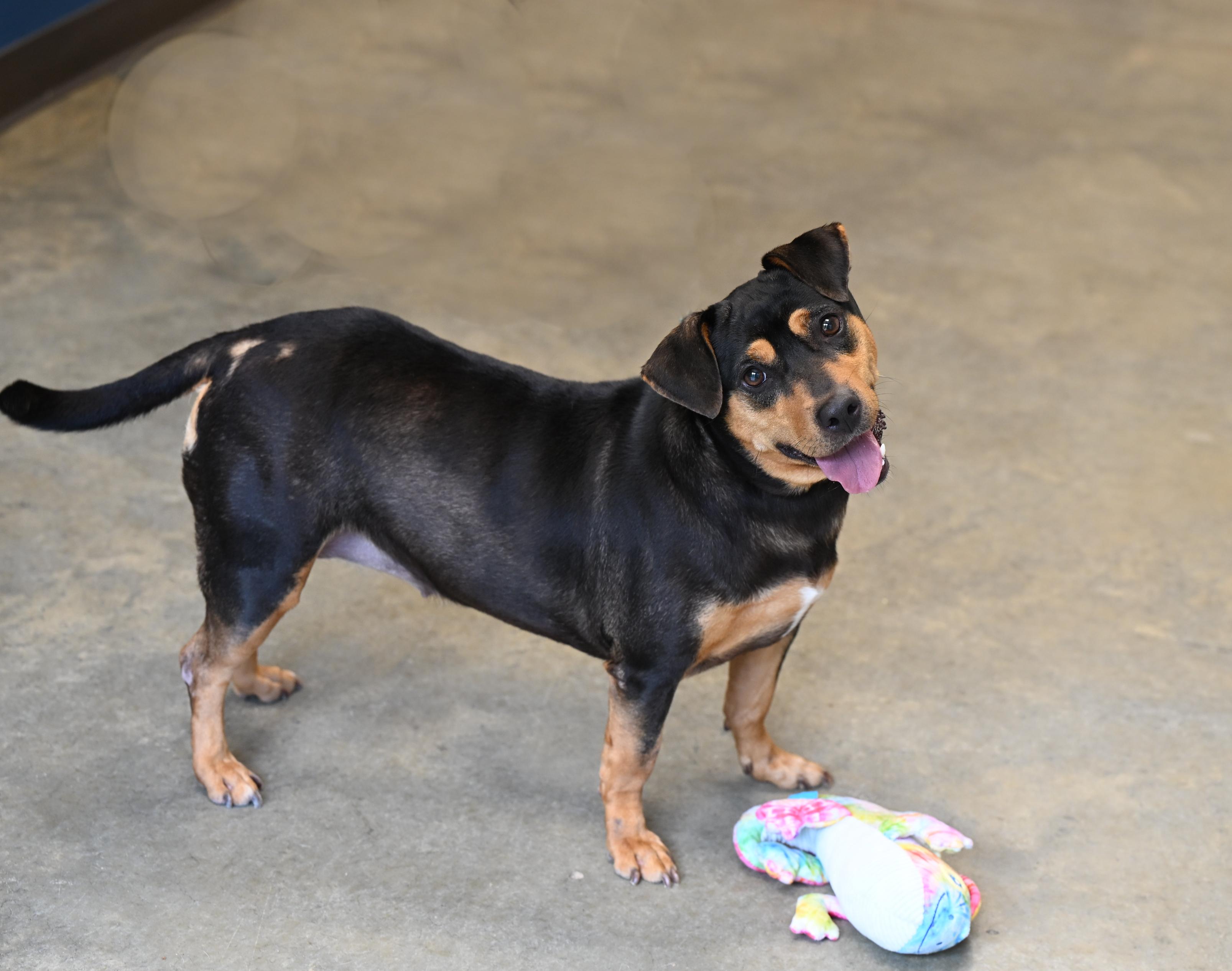 Nova, an adopted Dachshund Mix in Hot Springs, AR_image-1