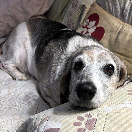 Enlarge PETUNIA, a Adoptable Basset Hound in Mays Landing, NJ image 1/3
