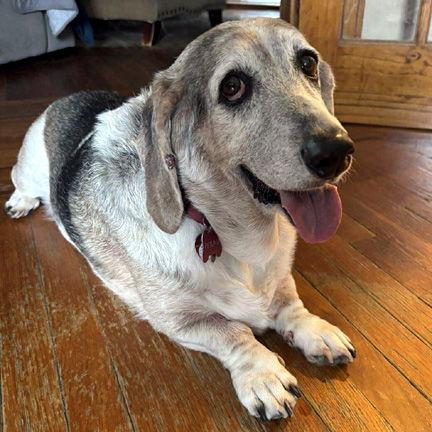Enlarge PETUNIA, a Adoptable Basset Hound in Mays Landing, NJ image 3/3
