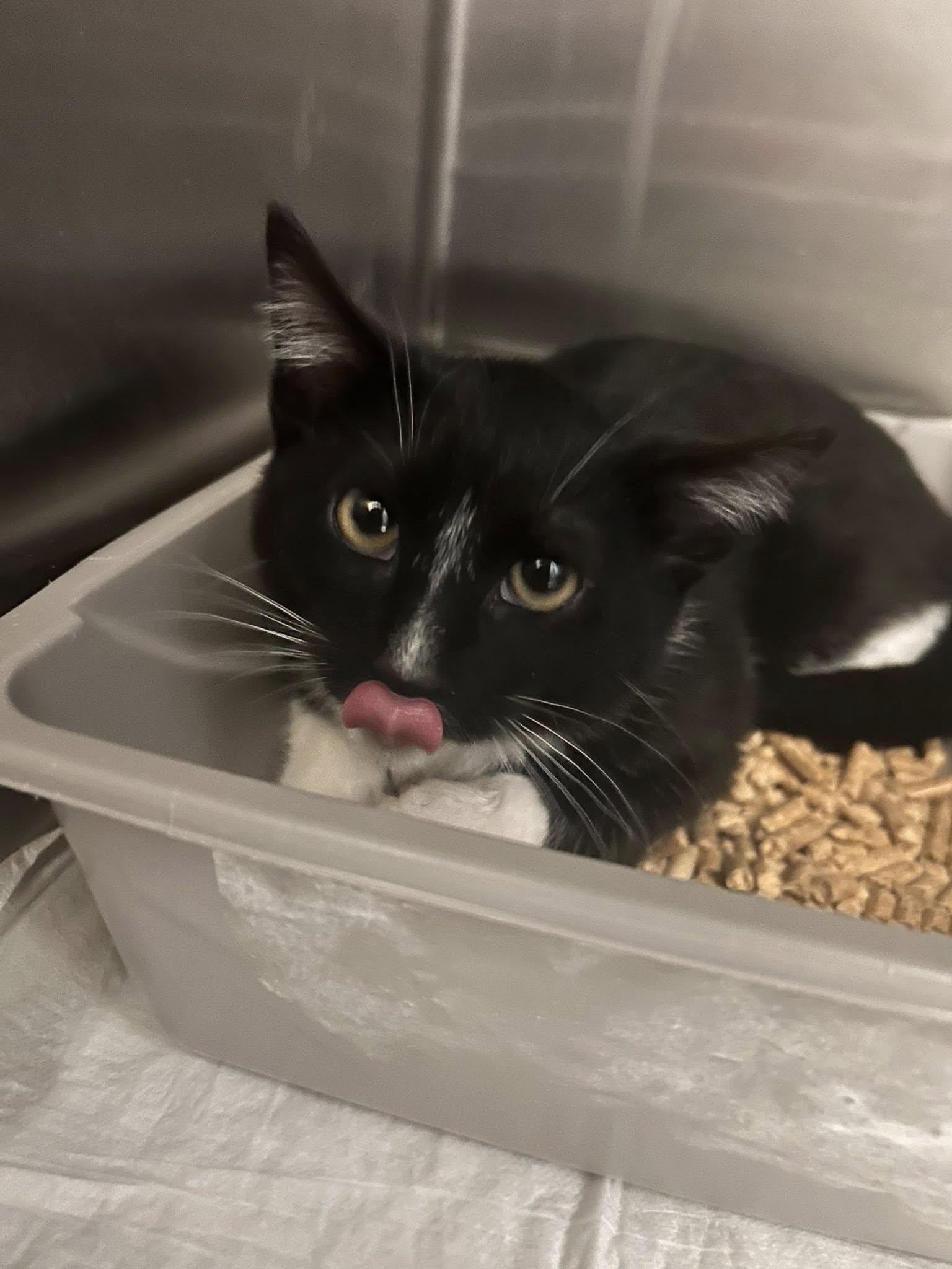 Moss, ADOPTABLE, Young Male Domestic Short Hair.