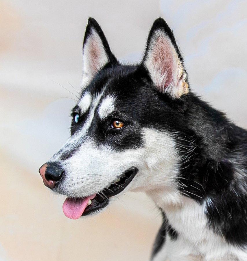 LUNA, Adoptable, Puppy Female Siberian Husky.