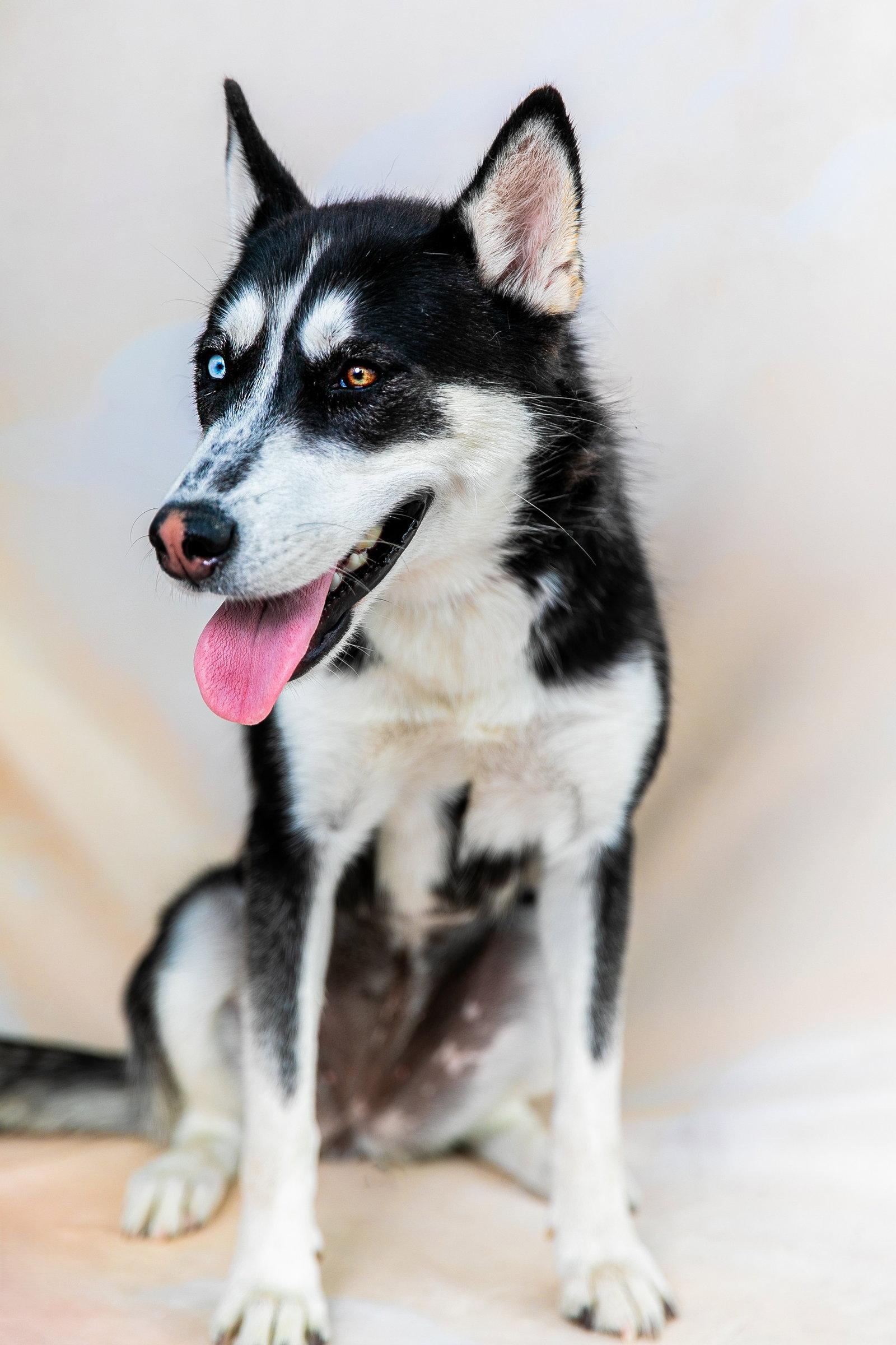 LUNA, a Adoptable Siberian Husky in Pasadena, CA image 2/2
