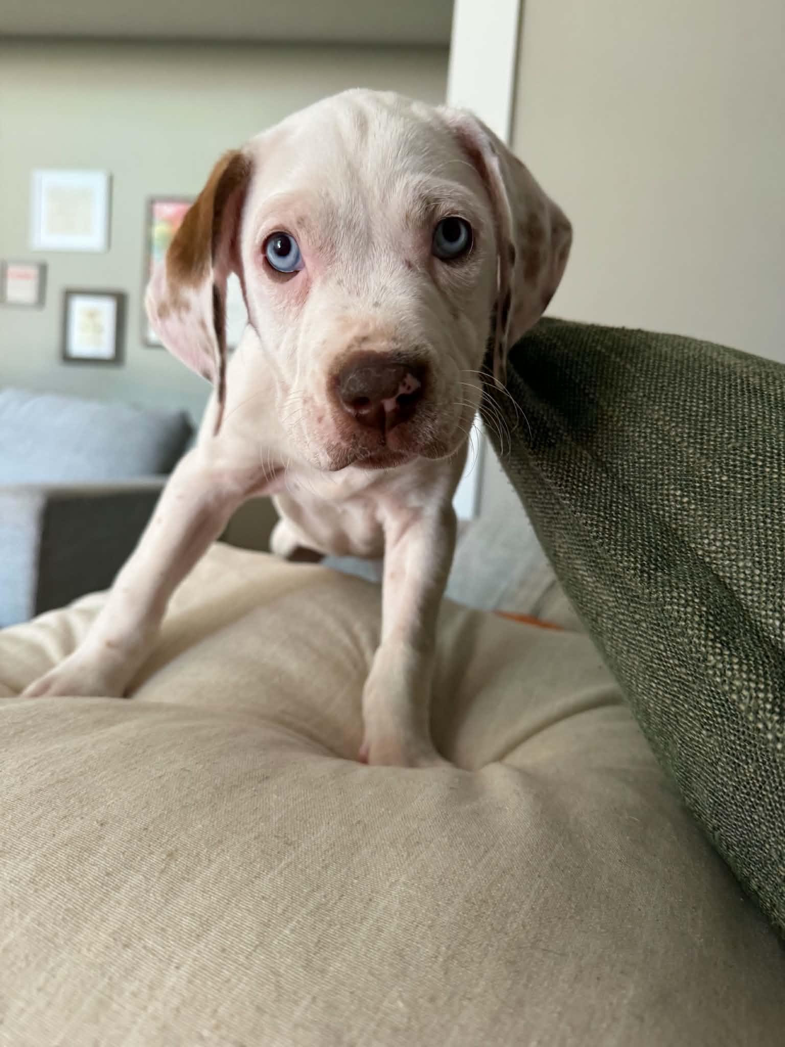 Ellis, a Adoptable mixed breed in Piedmont, OK image 2/4