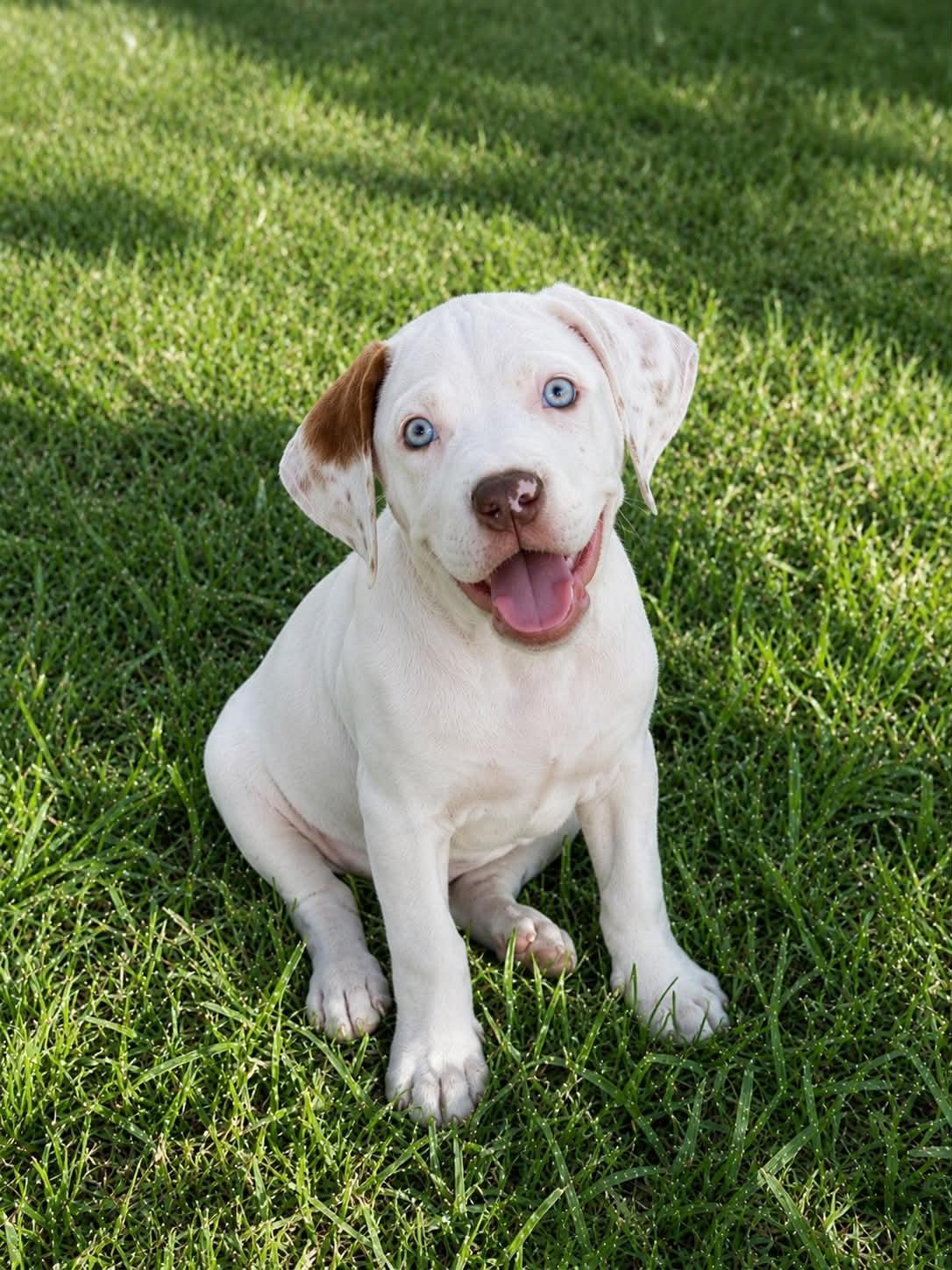 Ellis, a Adoptable mixed breed in Piedmont, OK image 3/4