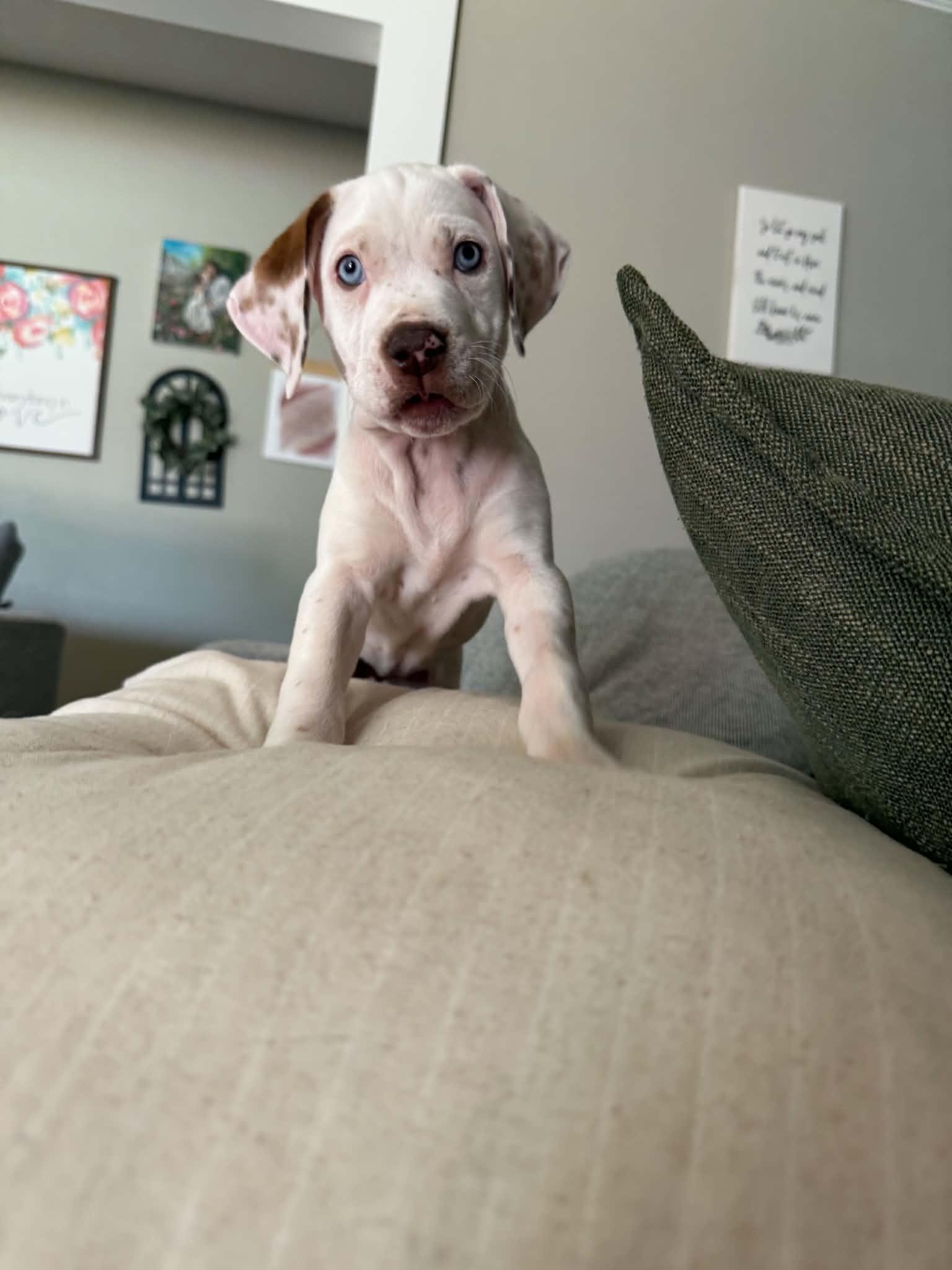 Ellis, a Adoptable mixed breed in Piedmont, OK image 4/4