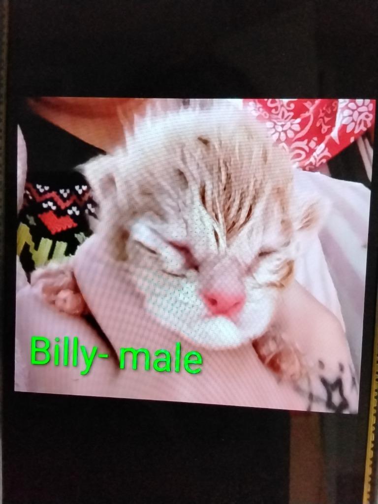Billy, Adoptable, Kitten Male Domestic Short Hair.