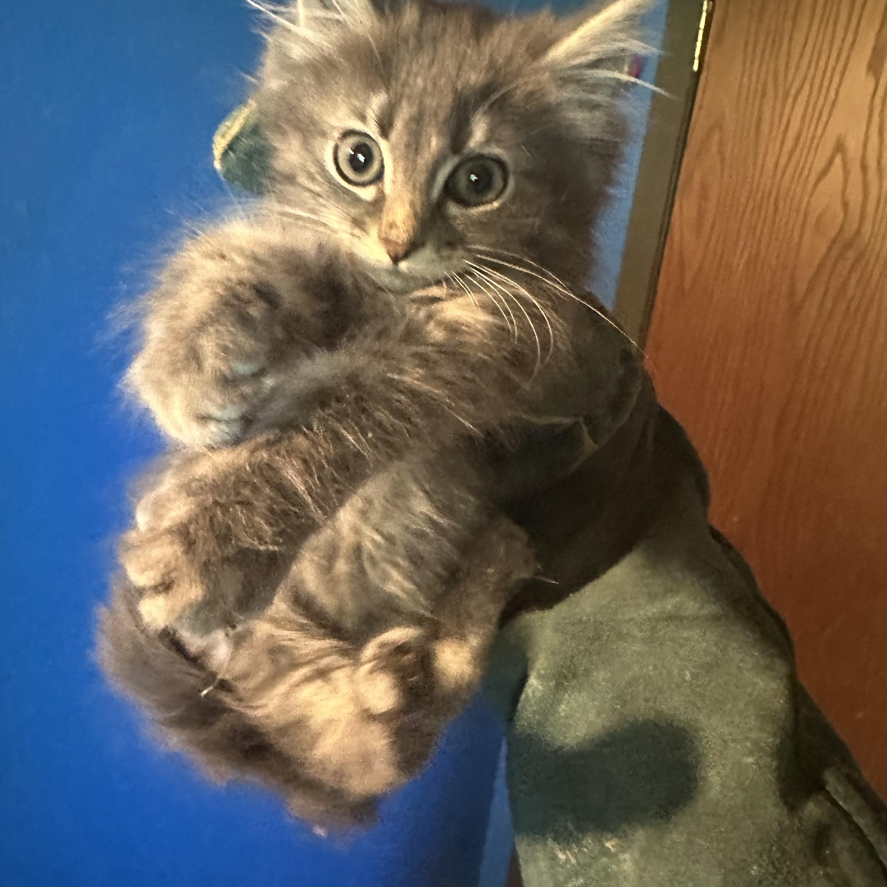 Enlarge Bert, an adopted Persian in Winnipeg, MB image 1/1