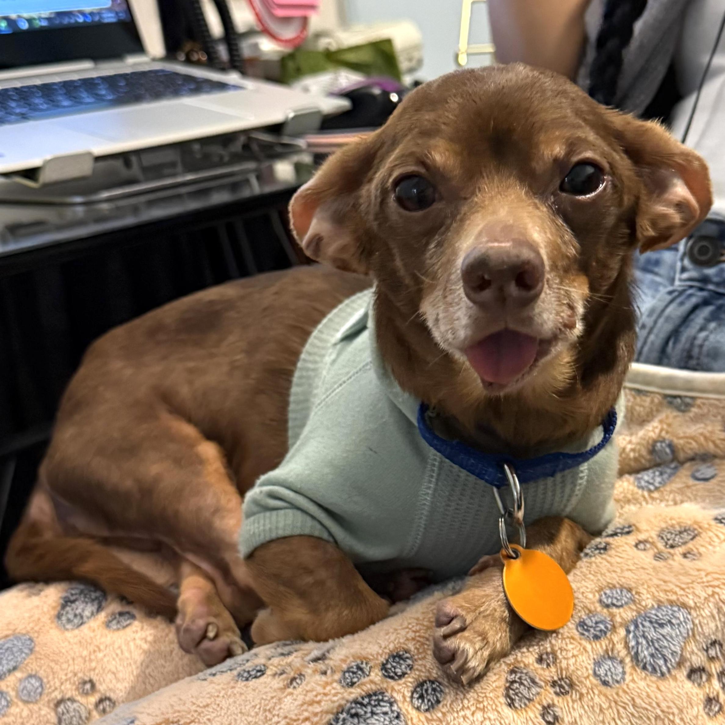 Rocky, a Adoptable mixed breed in Brooklyn, NY image 1/6