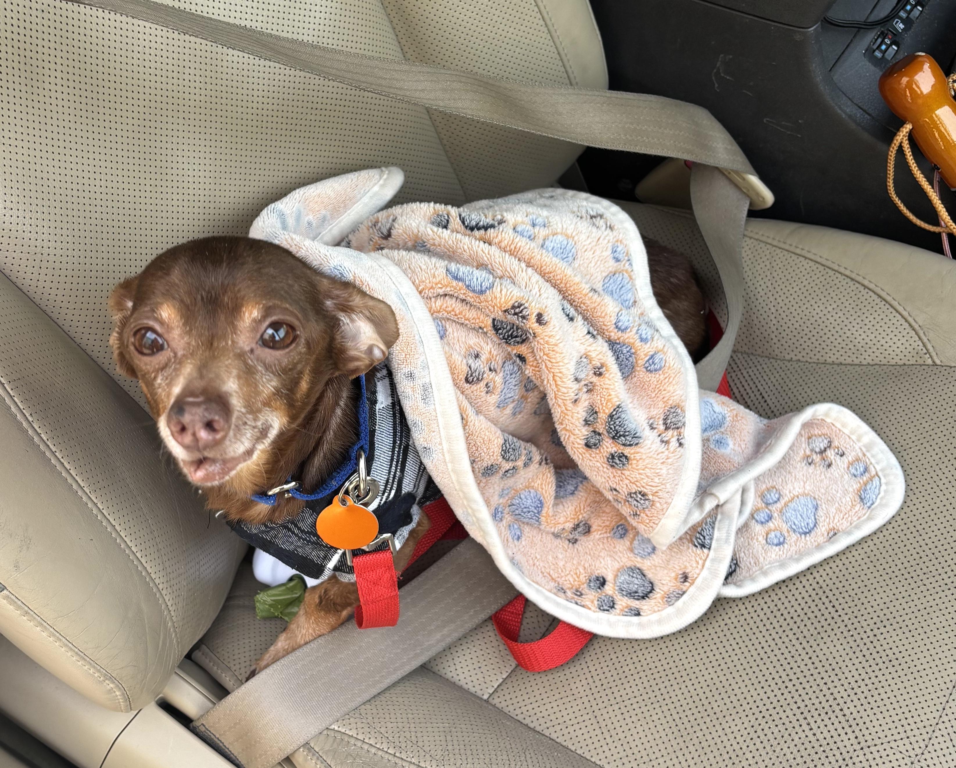 Rocky, a Adoptable mixed breed in Brooklyn, NY image 5/6