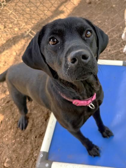 Enlarge Sadie, a Adoptable mixed breed in Cumming, GA image 1/2