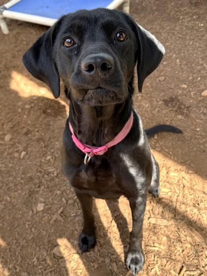 Enlarge Sadie, a Adoptable mixed breed in Cumming, GA image 2/2