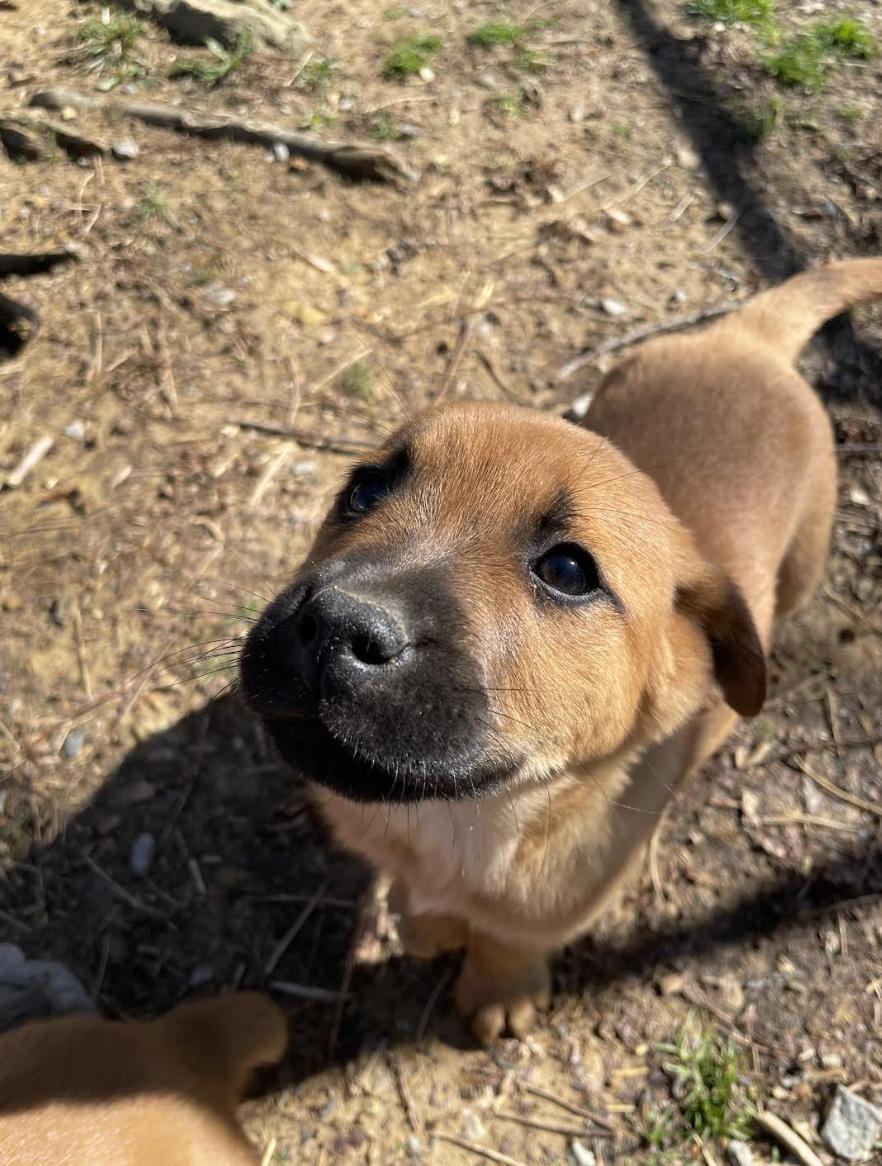 Igor Igloo, a ADOPTABLE mixed breed in Woburn, MA image 1/4