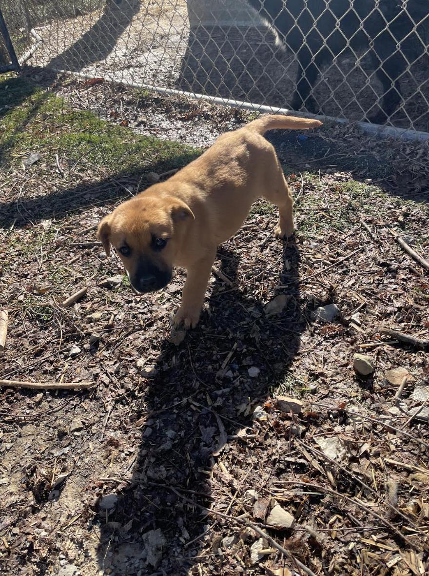 Igor Igloo, a ADOPTABLE mixed breed in Woburn, MA image 2/4