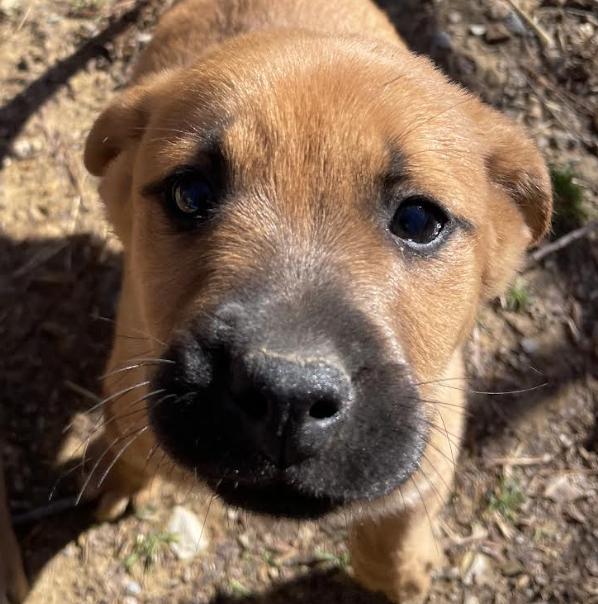 Igor Igloo, a ADOPTABLE mixed breed in Woburn, MA image 3/4