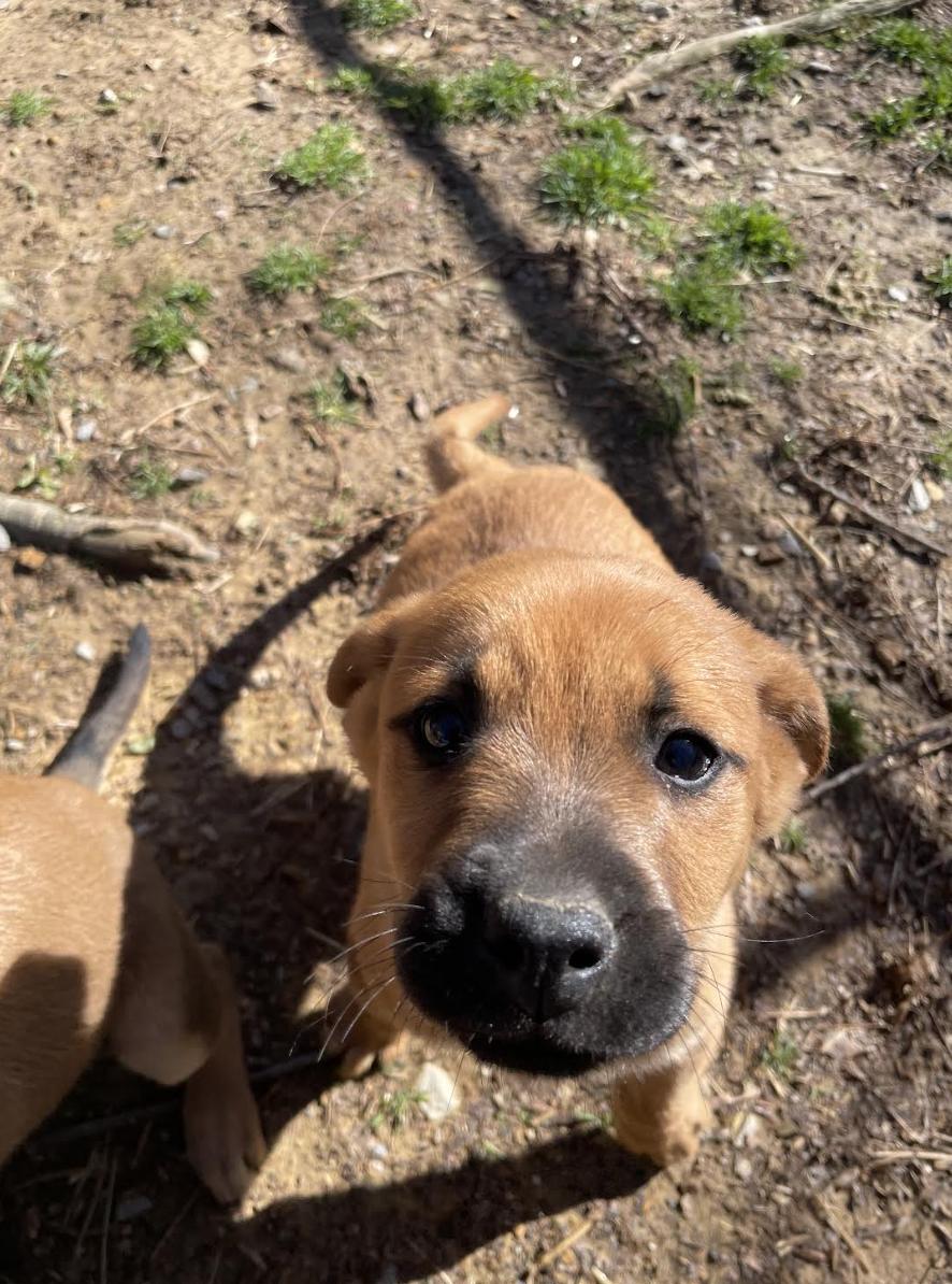 Igor Igloo, a ADOPTABLE mixed breed in Woburn, MA image 4/4