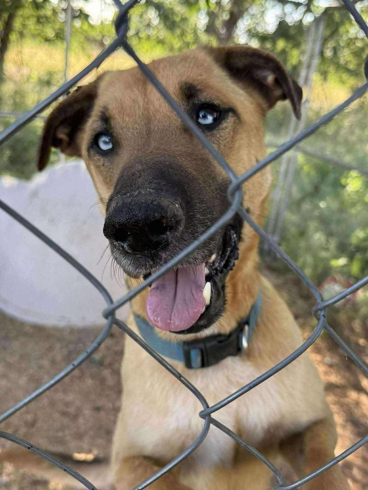 Patchouli, Adoptable, Young Male Husky.