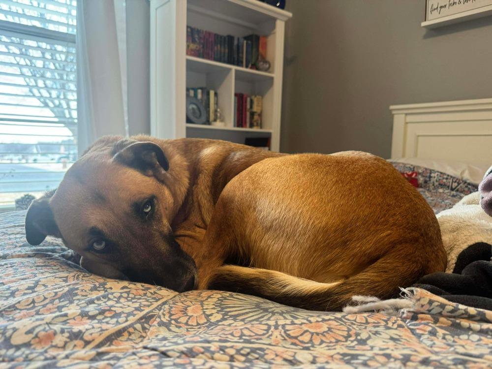 Patchouli, a Adoptable mixed breed in Shawnee, OK image 1/5