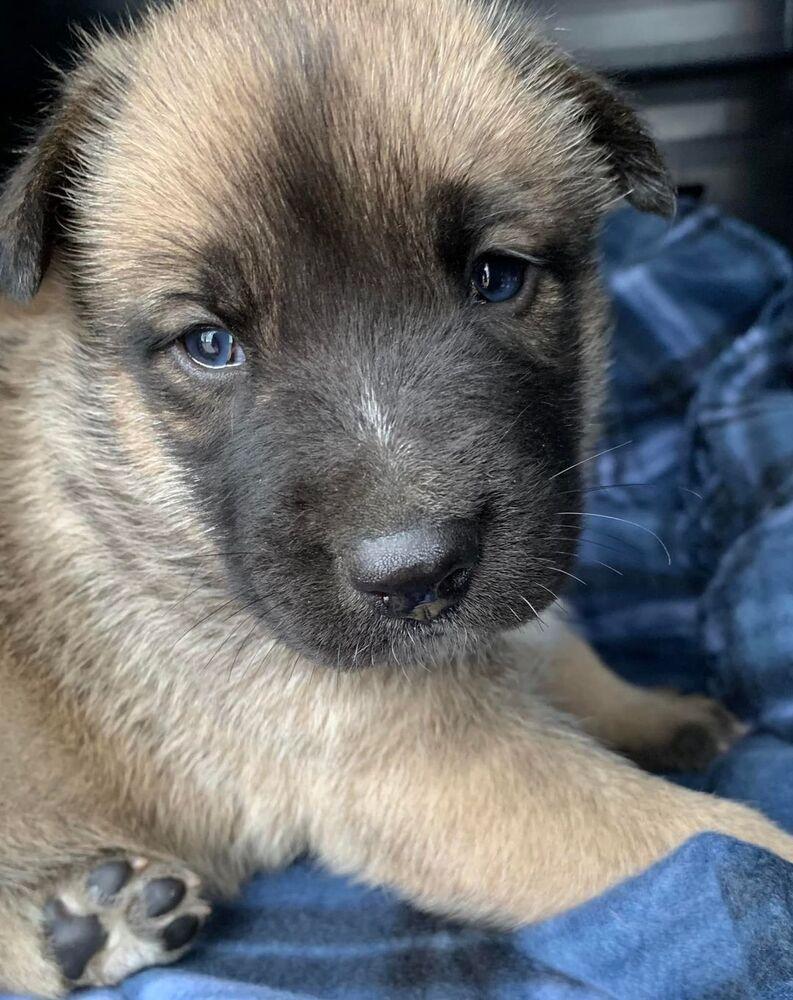 Enlarge Patchouli, a Adoptable mixed breed in Shawnee, OK image 2/4