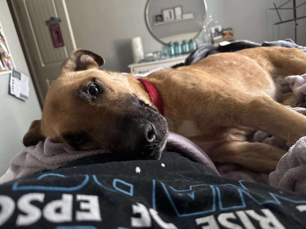 Enlarge Patchouli, a Adoptable mixed breed in Shawnee, OK image 3/4