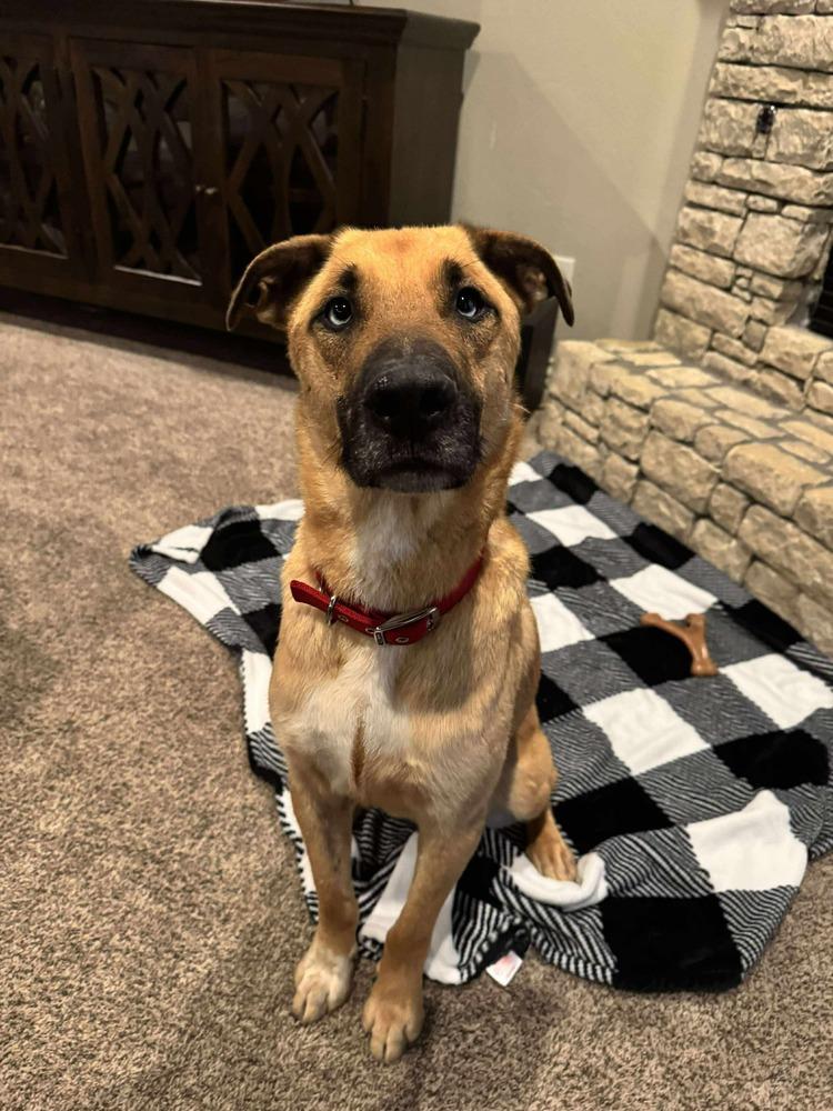 Enlarge Patchouli, a Adoptable mixed breed in Shawnee, OK image 4/4