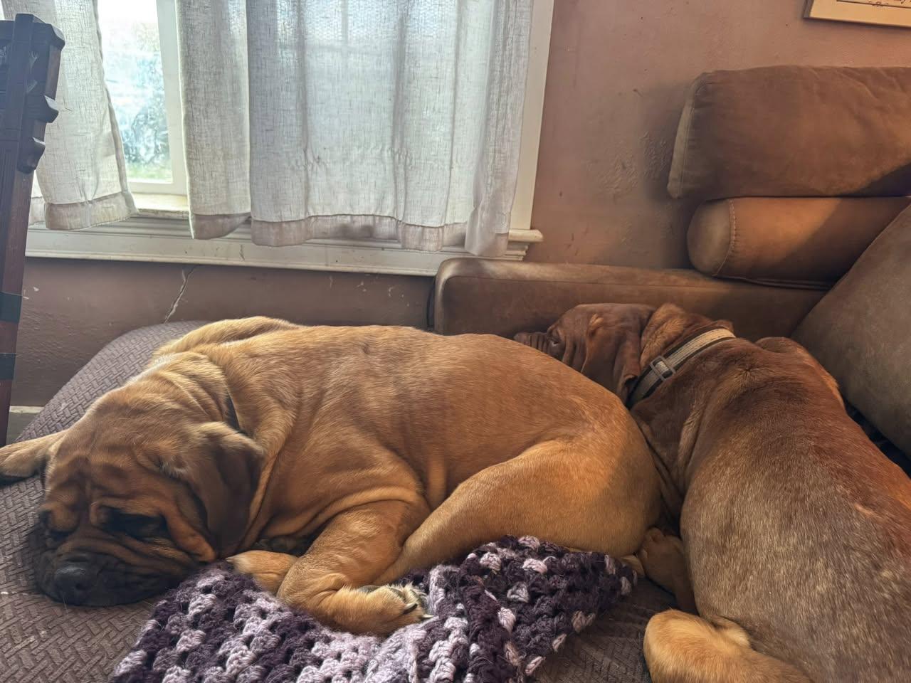 Diesel, a Adopted Dogue de Bordeaux in Chambersburg, PA image 3/3
