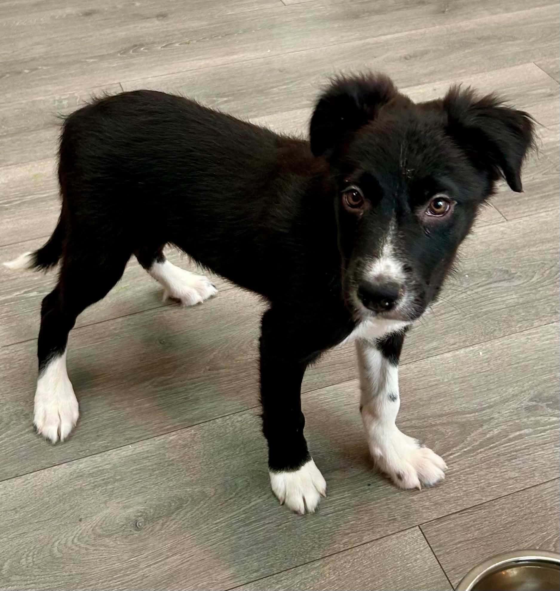 Enlarge Nelson, a Adoptable Border Collie in Union Grove, WI image 6/6