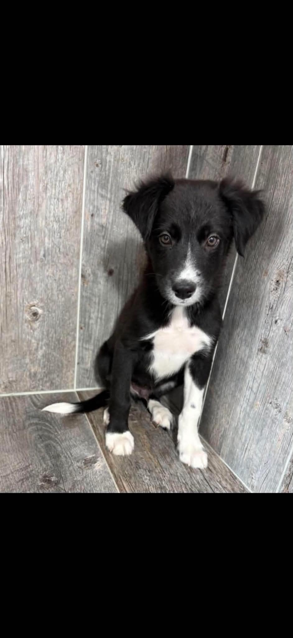 Enlarge Nelson, a Adoptable Border Collie in Union Grove, WI image 3/6