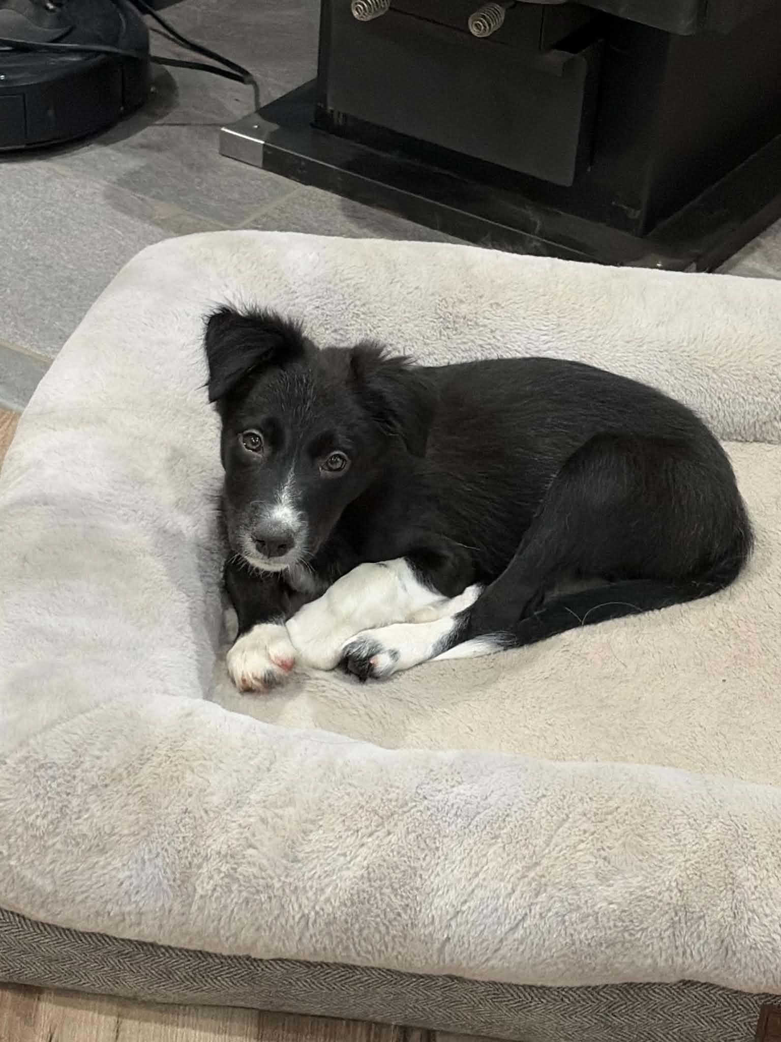 Enlarge Nelson, a Adoptable Border Collie in Union Grove, WI image 2/6