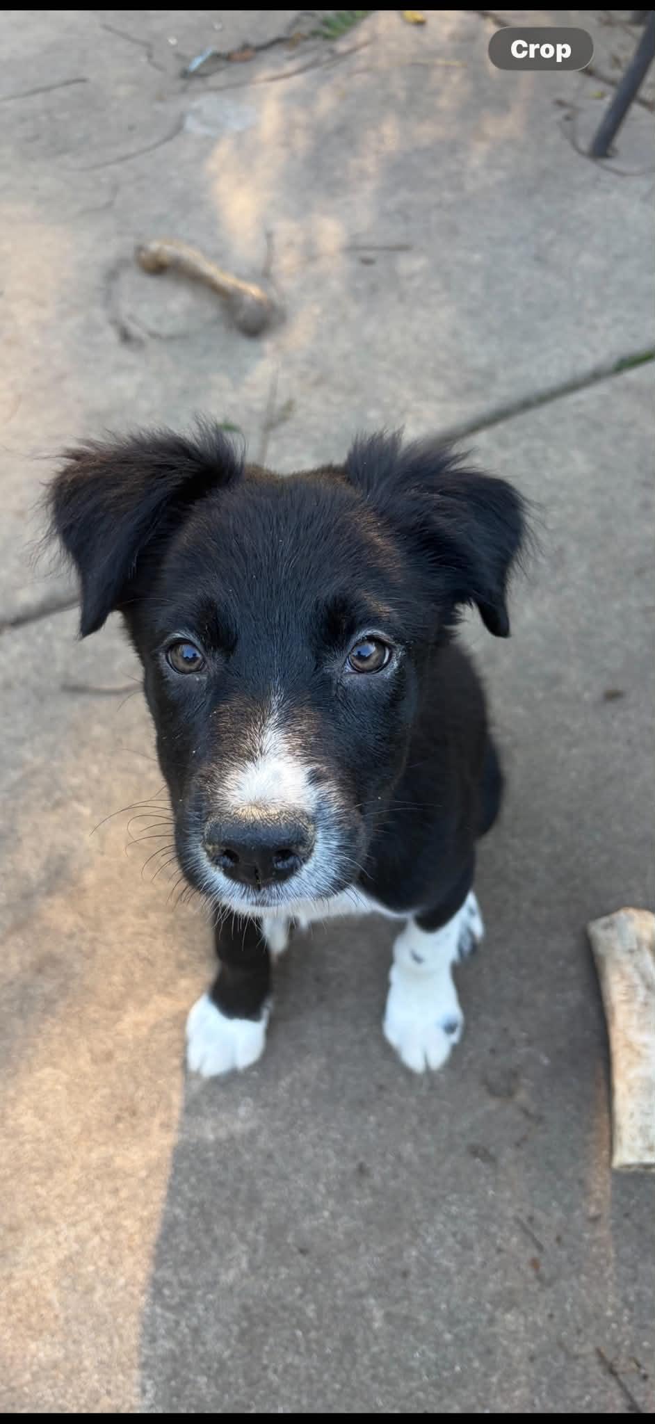 Enlarge Nelson, a Adoptable Border Collie in Union Grove, WI image 4/6