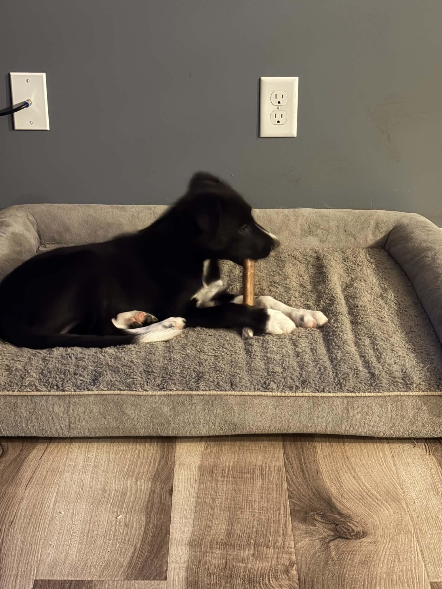 Enlarge Nelson, a Adoptable Border Collie in Union Grove, WI image 5/6