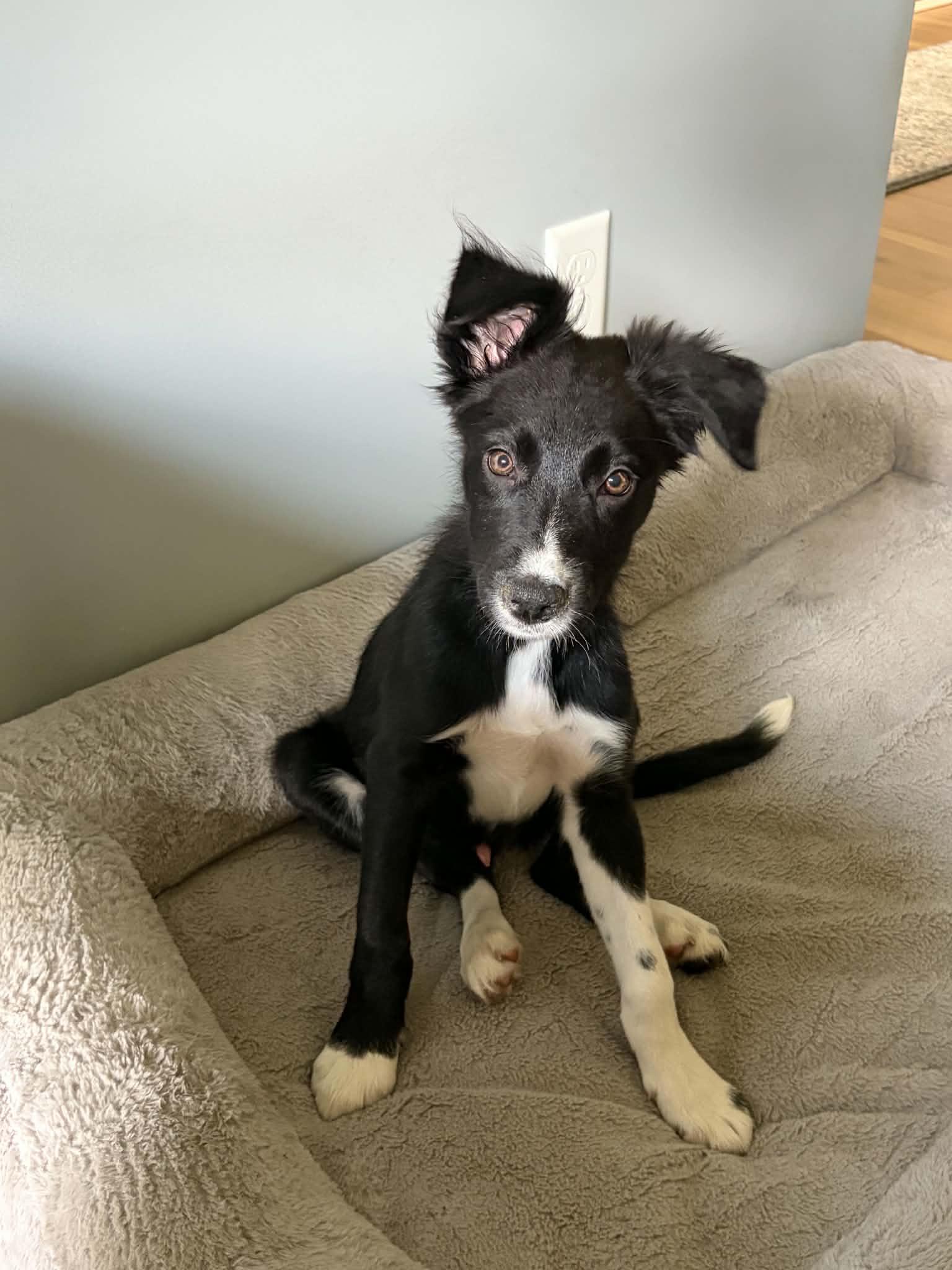 Nelson, Adoptable, Puppy Male Border Collie.