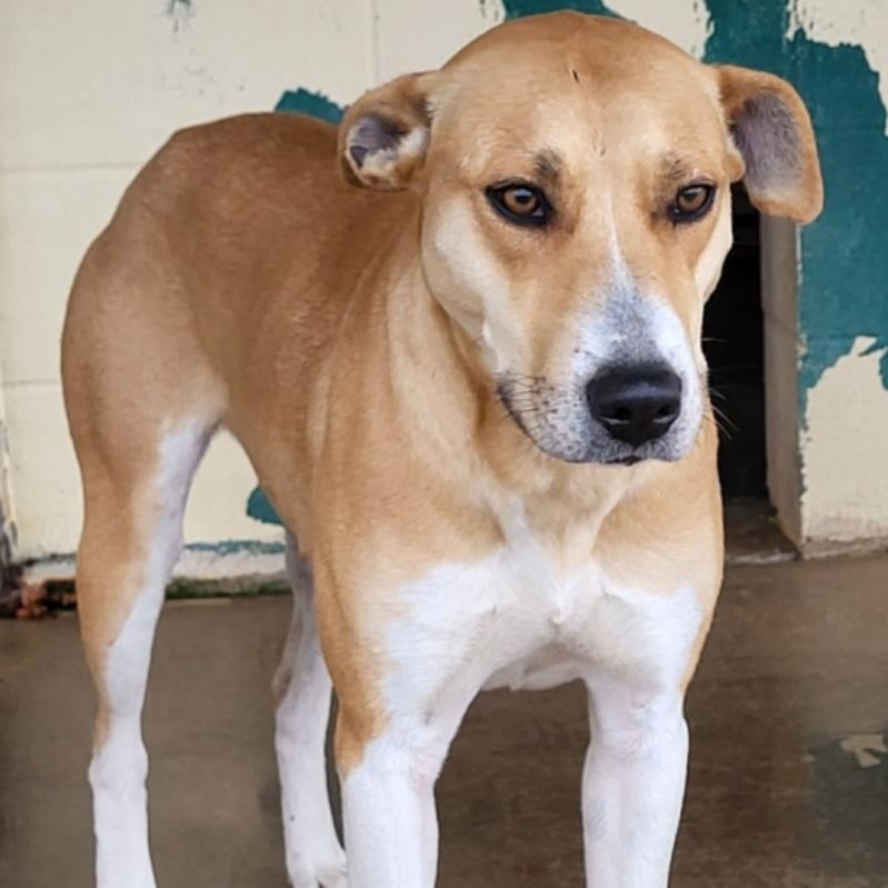 Enlarge Breezy, a ADOPTABLE mixed breed in Rockdale, TX image 2/2