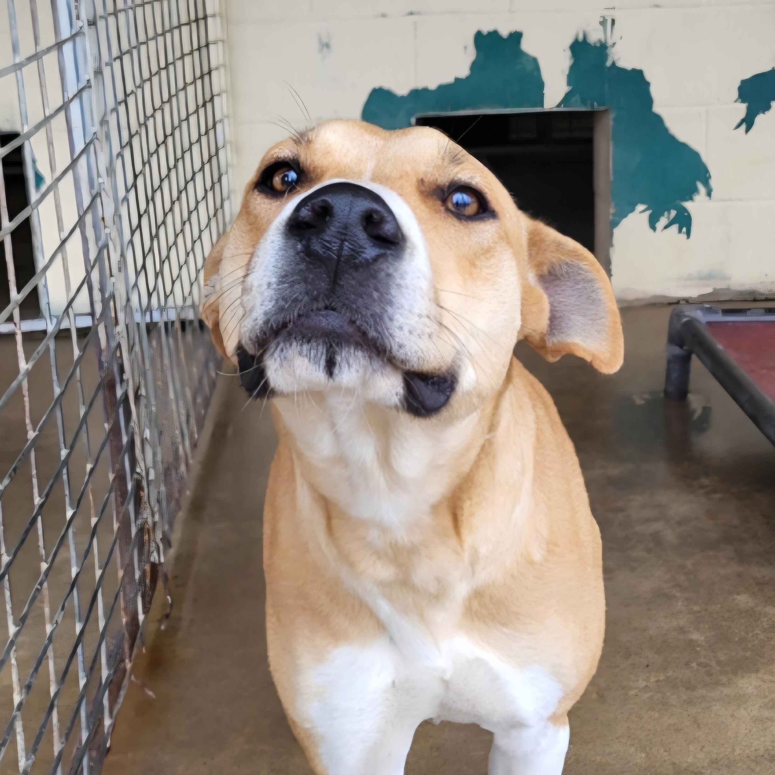 Breezy, ADOPTABLE, Adult Female Carolina Dog.
