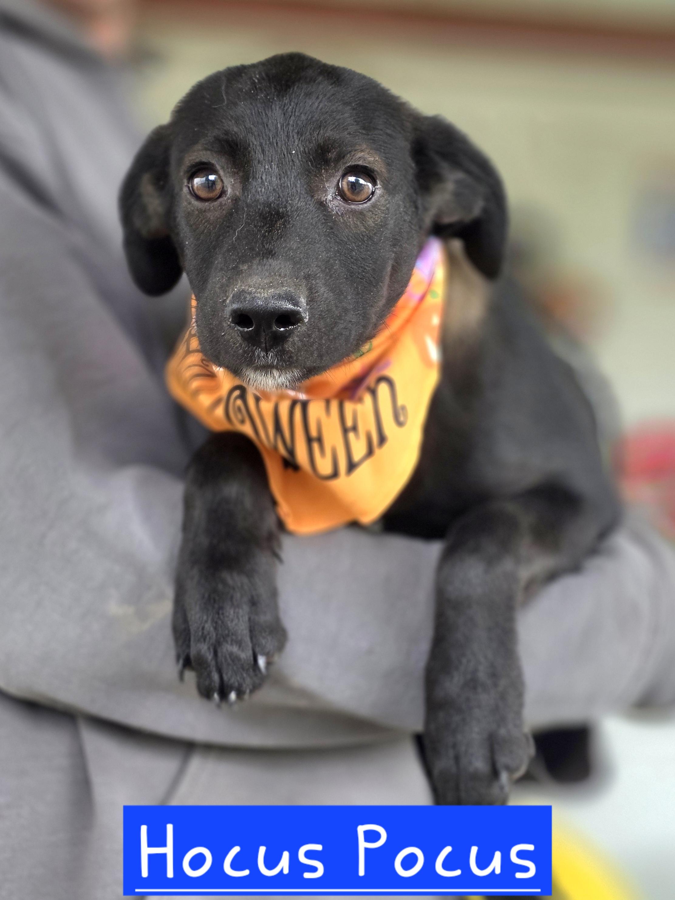 Hocus Pocus, Adopted, Puppy Male Mixed Breed.