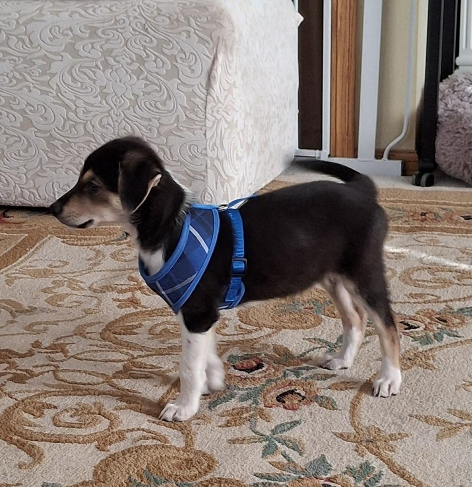 Trick, a Adoptable mixed breed in Rockland, WI image 1/6