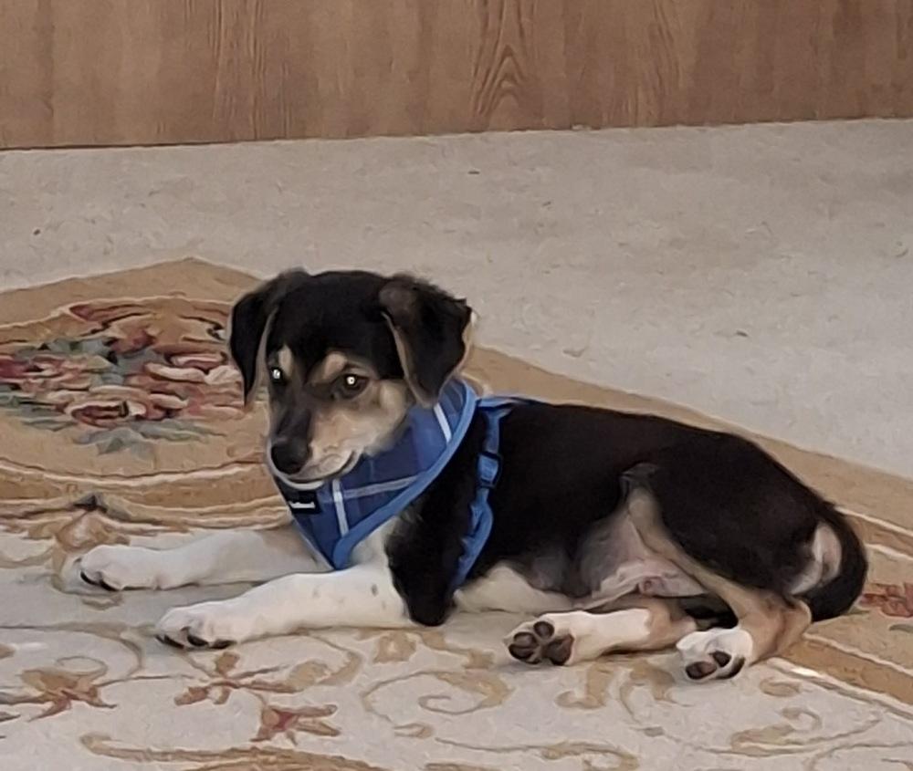 Trick, a Adoptable mixed breed in Rockland, WI image 2/6