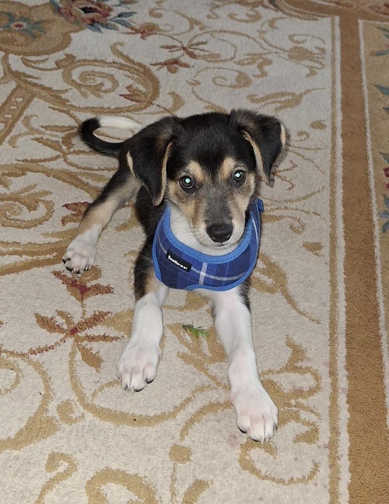 Trick, a Adoptable mixed breed in Rockland, WI image 3/6